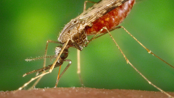 Estudio advierte sobre evolución de cepa común de malaria